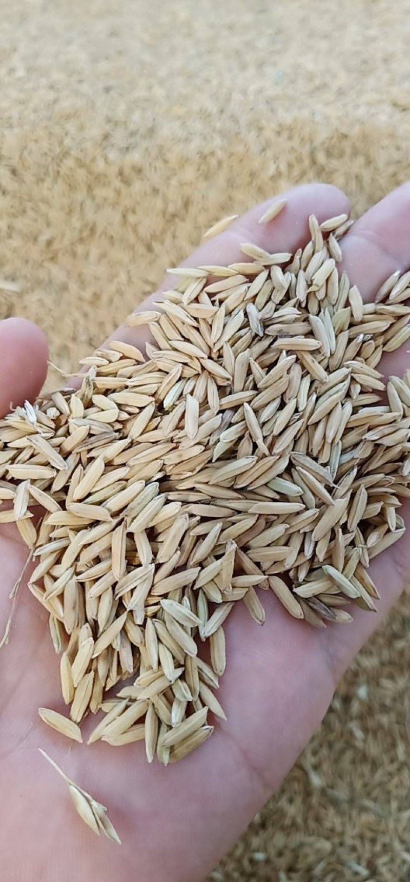 黄花占稻谷，价格实惠，保证质量