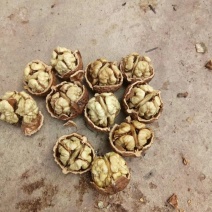 山核桃薄皮核桃
