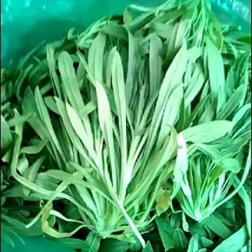 野菜，面条菜