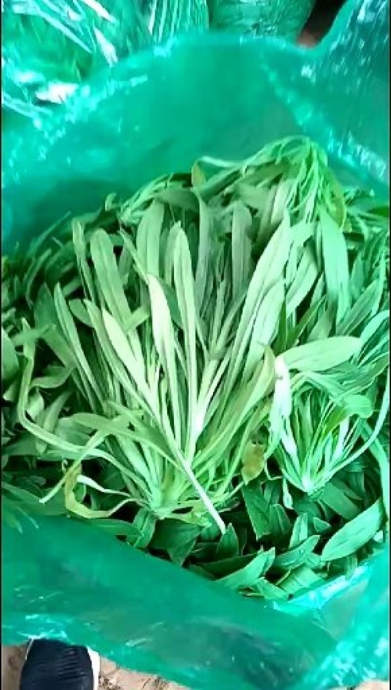 野菜，面条菜