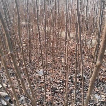 基地直供0.5以上花椒苗.1公分以上花椒苗全国可种植