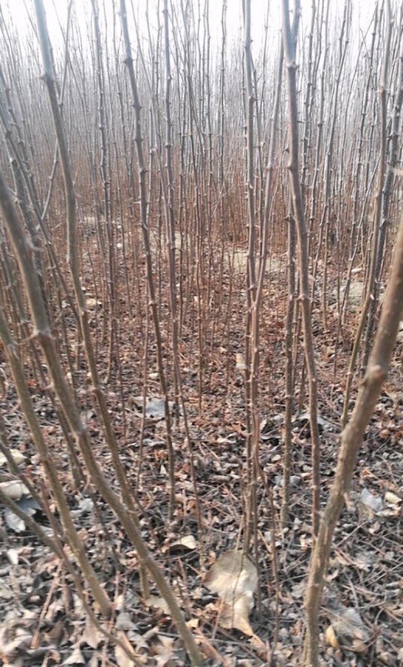 基地直供0.5以上花椒苗.1公分以上花椒苗全国可种植