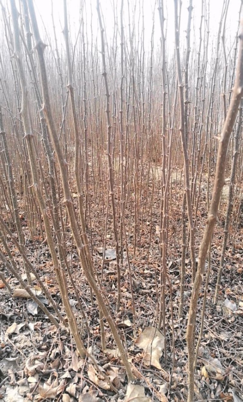 基地直供0.5以上花椒苗.1公分以上花椒苗全国可种植