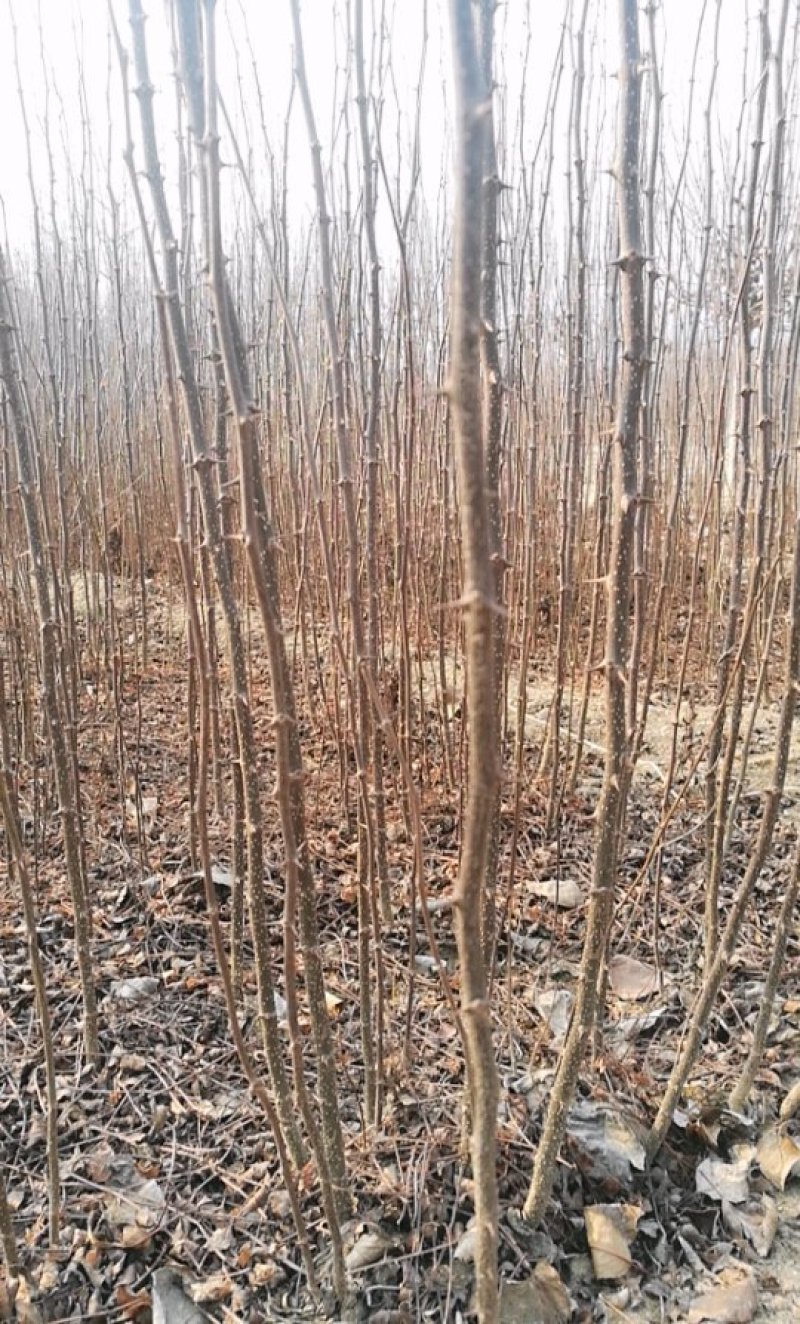 基地直供0.5以上花椒苗.1公分以上花椒苗全国可种植