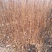 基地直供0.5以上花椒苗.1公分以上花椒苗全国可种植