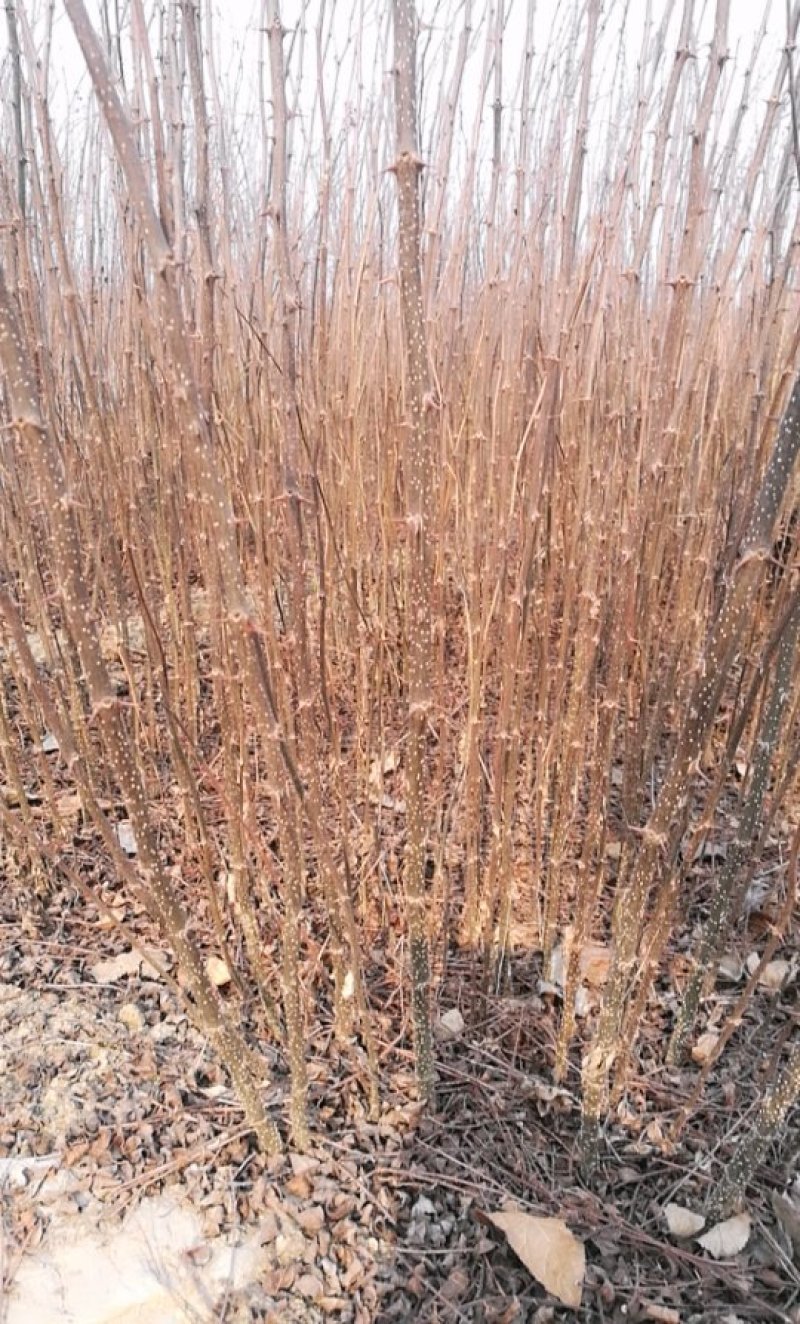 基地直供0.5以上花椒苗.1公分以上花椒苗全国可种植
