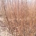 基地直供0.5以上花椒苗.1公分以上花椒苗全国可种植