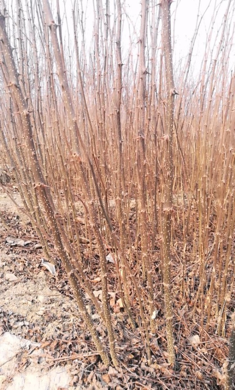 基地直供0.5以上花椒苗.1公分以上花椒苗全国可种植