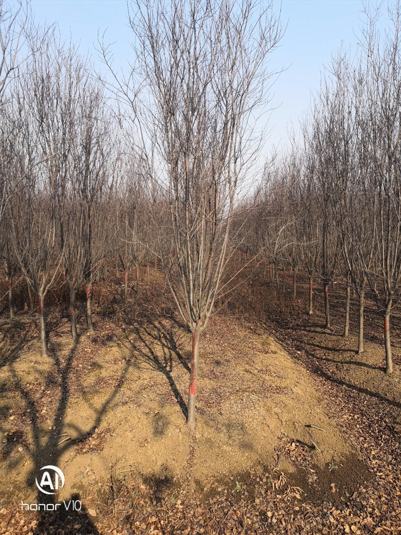 品种齐全苗圃供应海棠垂丝海棠冬红果海棠5公分45