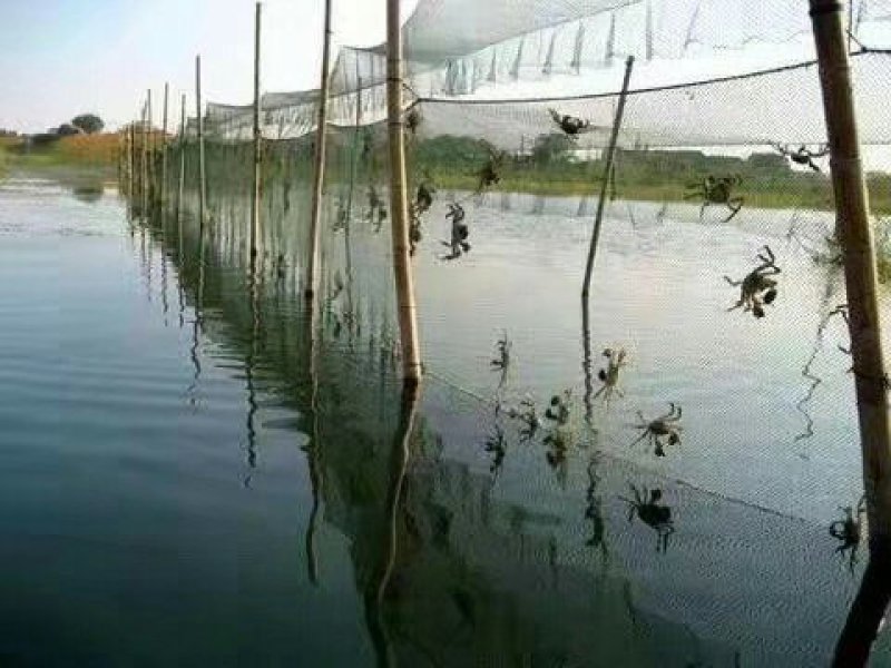 大闸蟹蟹苗，河蟹蟹苗，厂家直销，没有中间商