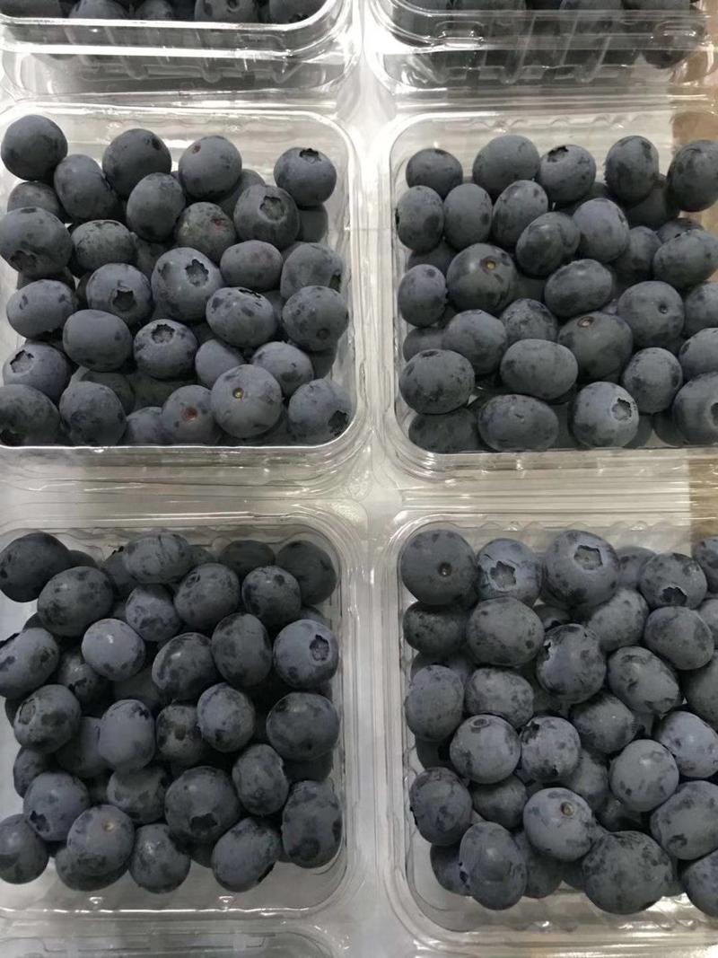 丹东新鲜蓝莓北陆蓝莓蓝丰蓝莓(批发代购代发）