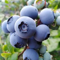 丹东新鲜蓝莓北陆蓝莓蓝丰蓝莓(批发代购）