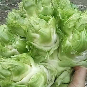 儿菜