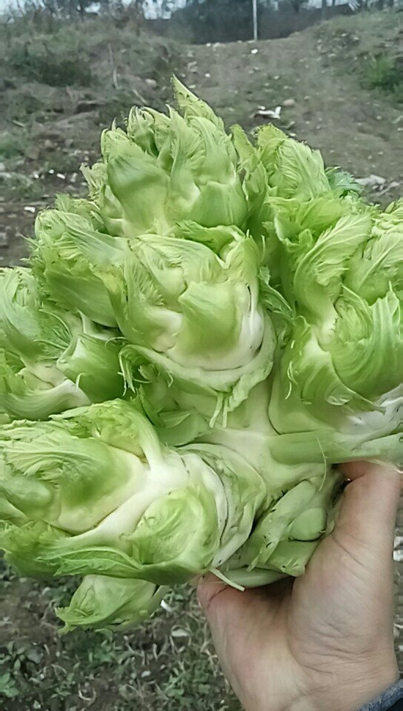 儿菜