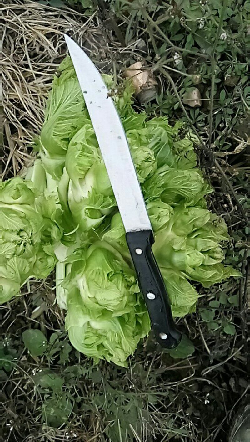 儿菜
