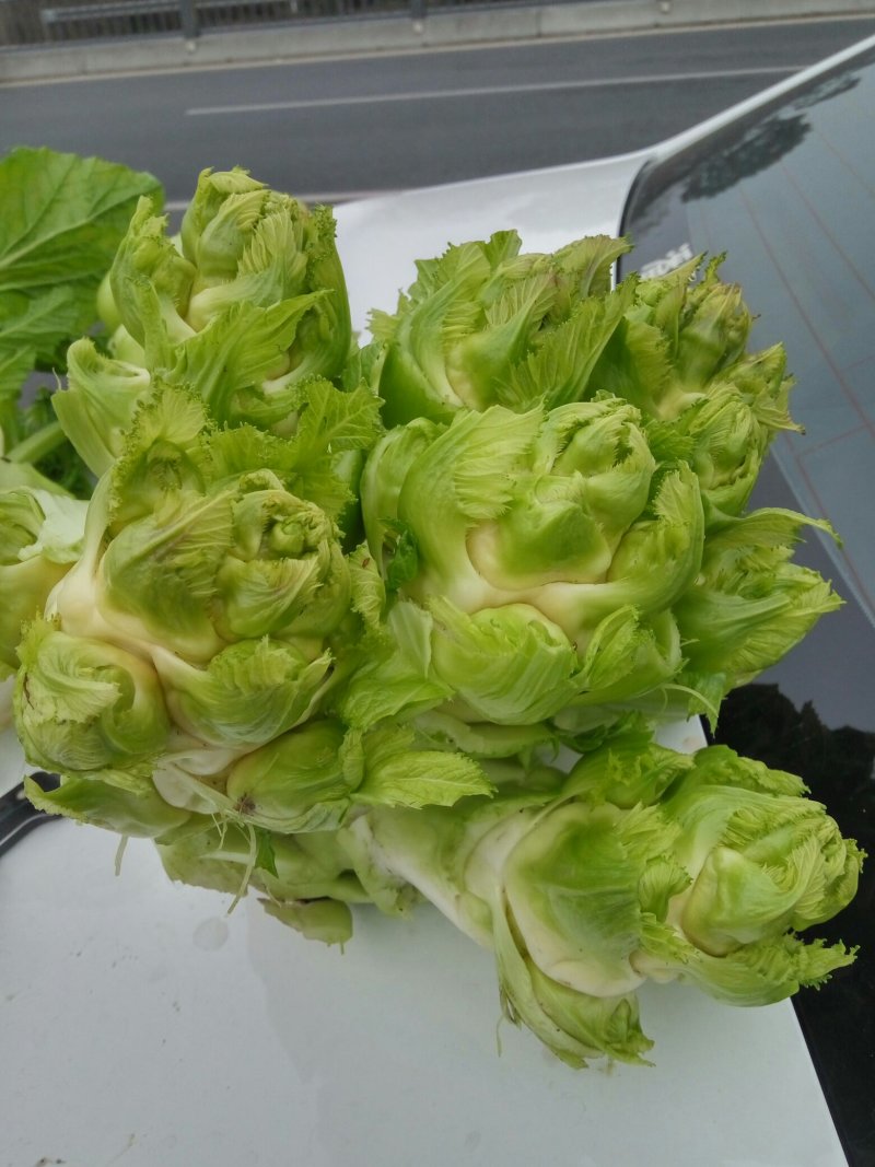 儿菜