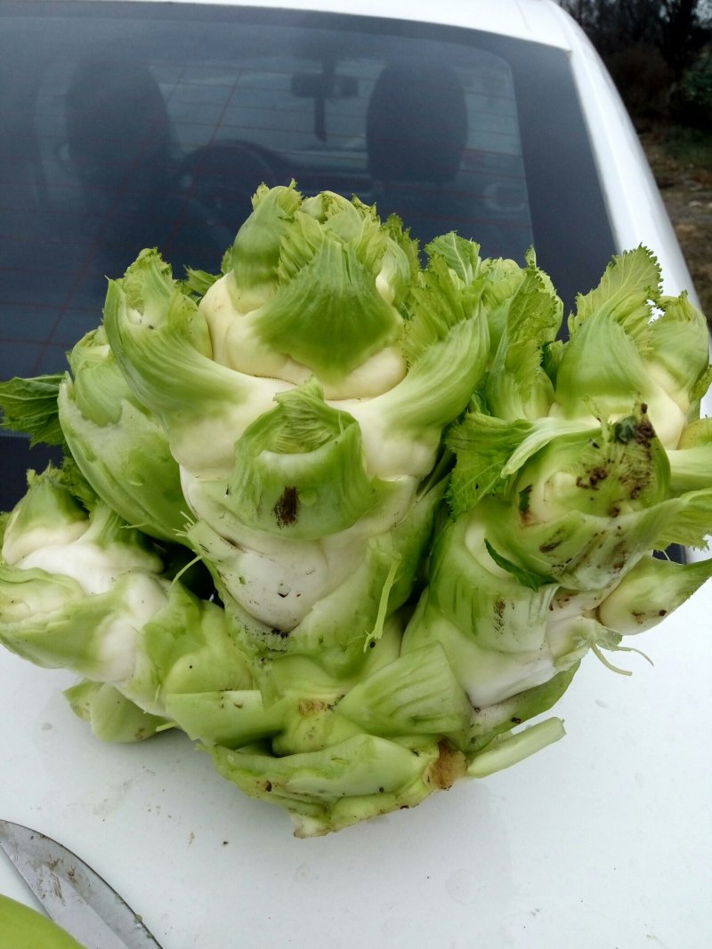 儿菜