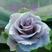 玫瑰苗云南紫色玫瑰花小苗大花玫瑰苗根大叶水好成活率高