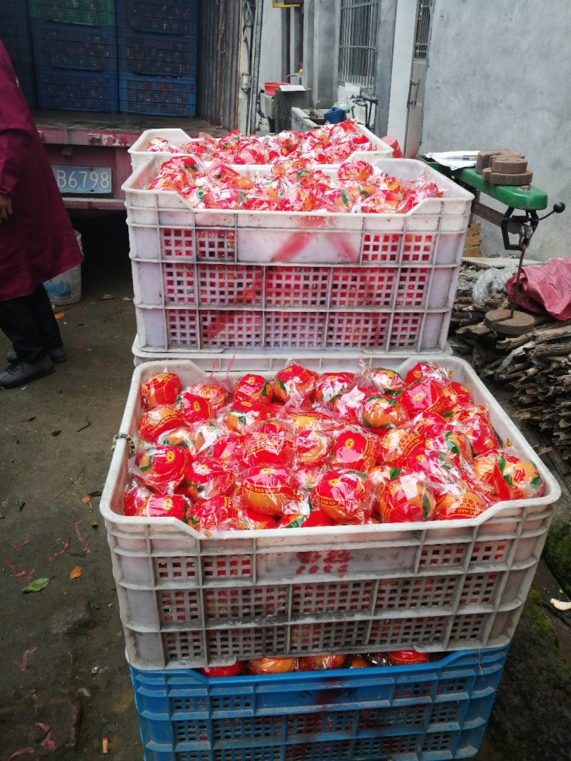 建瓯芦柑大量出售