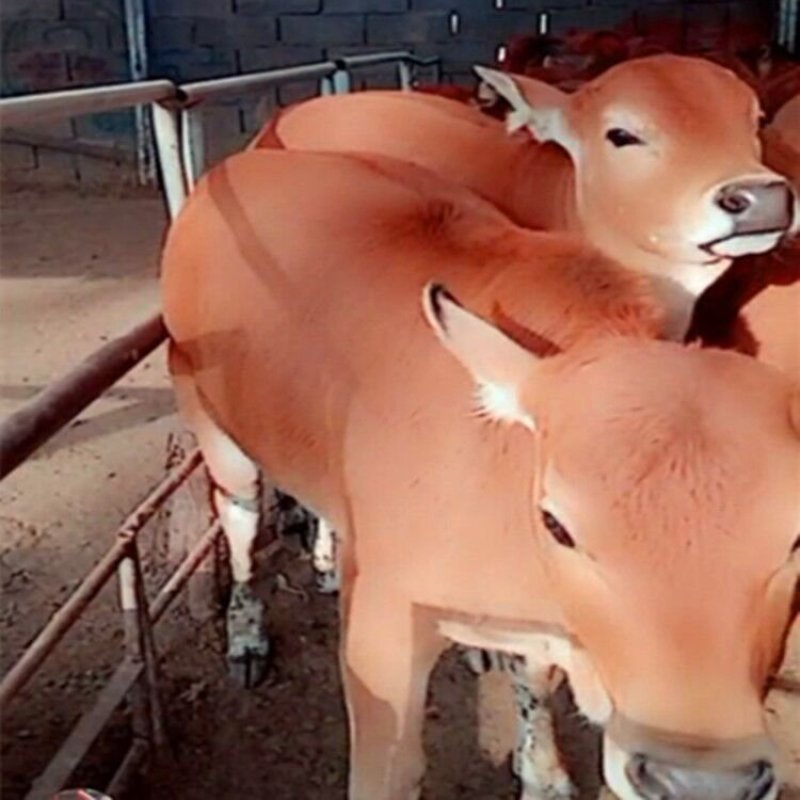 2019年鲁西黄牛肉牛价格三元杂交牛厂家直销包运输包技