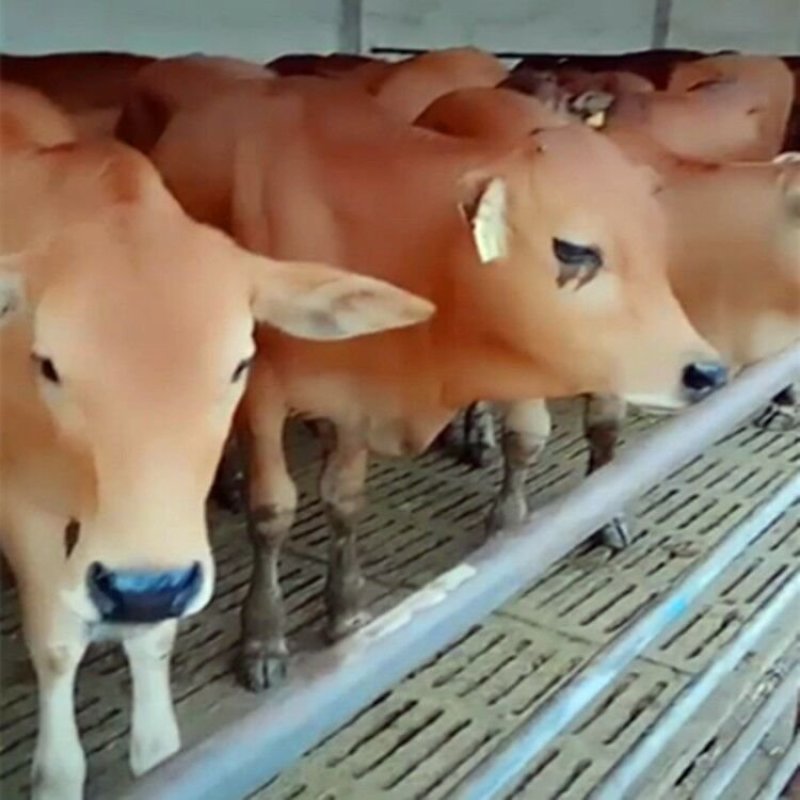 2019年鲁西黄牛肉牛价格三元杂交牛厂家直销包运输包技