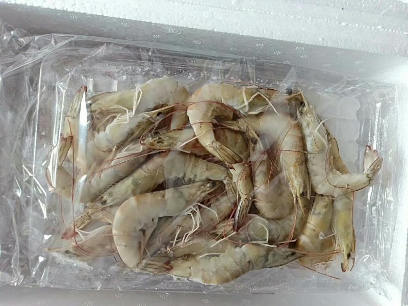 南美白虾