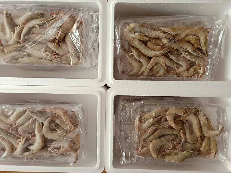 南美白虾
