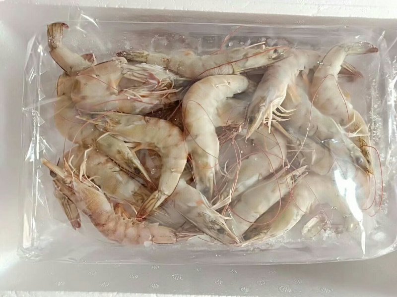南美白虾