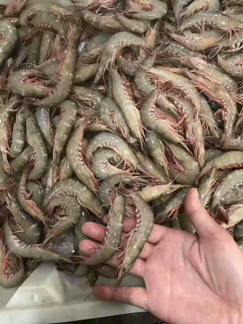 南美白虾