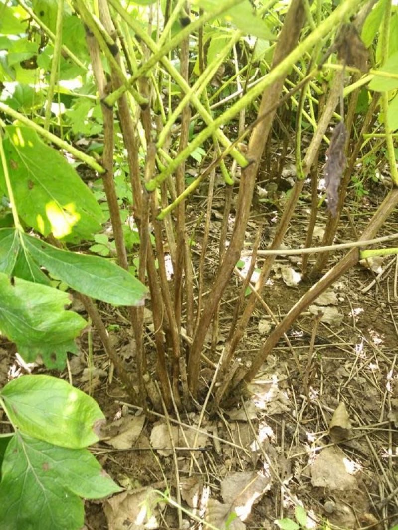 丛生多股牡丹苗多分枝牡丹优选凤丹电商9.9包邮热销