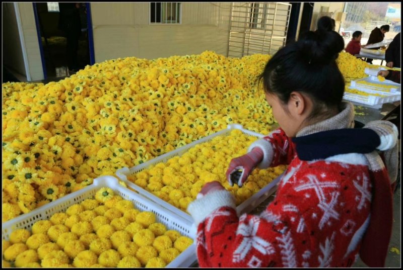 菊花