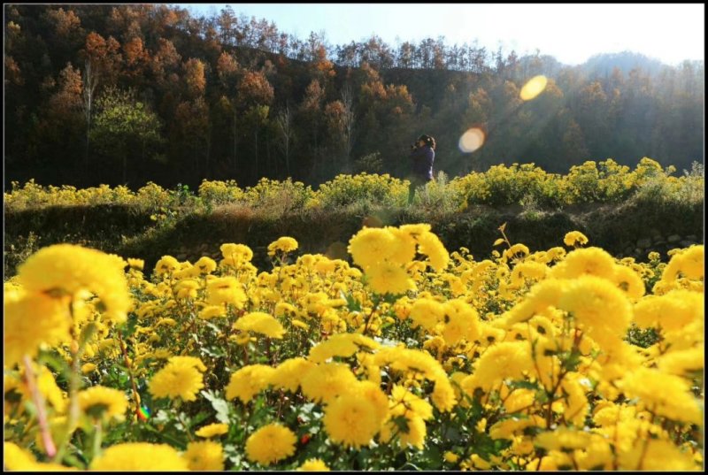 菊花
