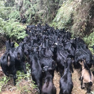 黑山羊养殖场出租或转让