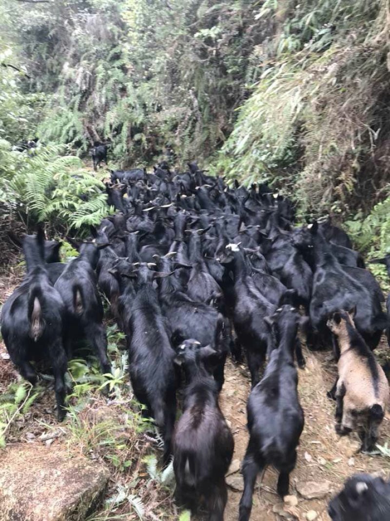 黑山羊养殖场出租或转让