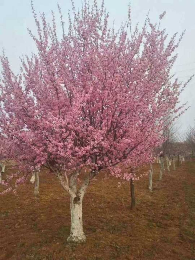 金银花，金银花树，金银花苗，枸杞树，红梅，杏树！
