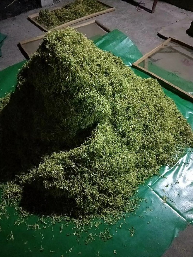 金银花，金银花树，金银花苗，枸杞树，红梅，杏树！