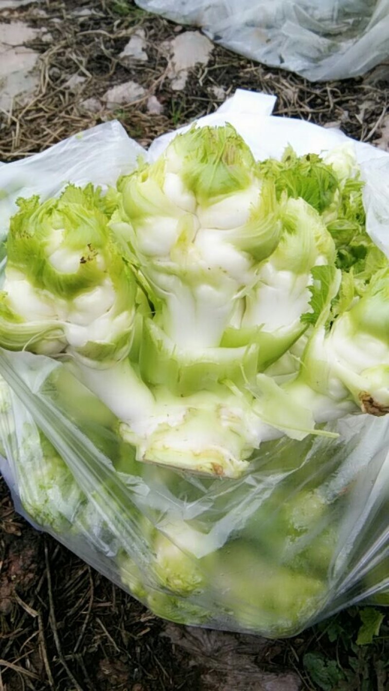 儿菜