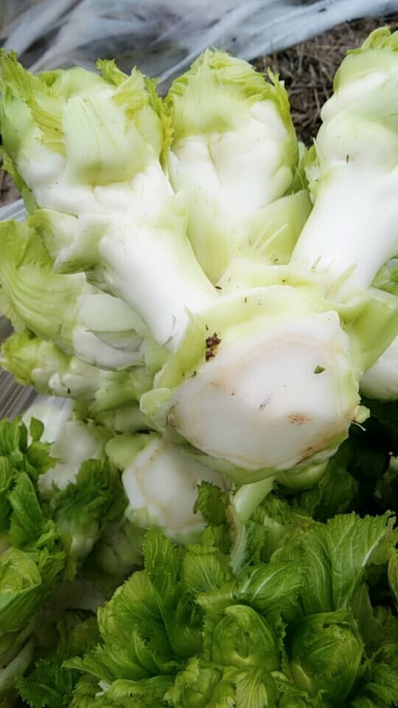 儿菜