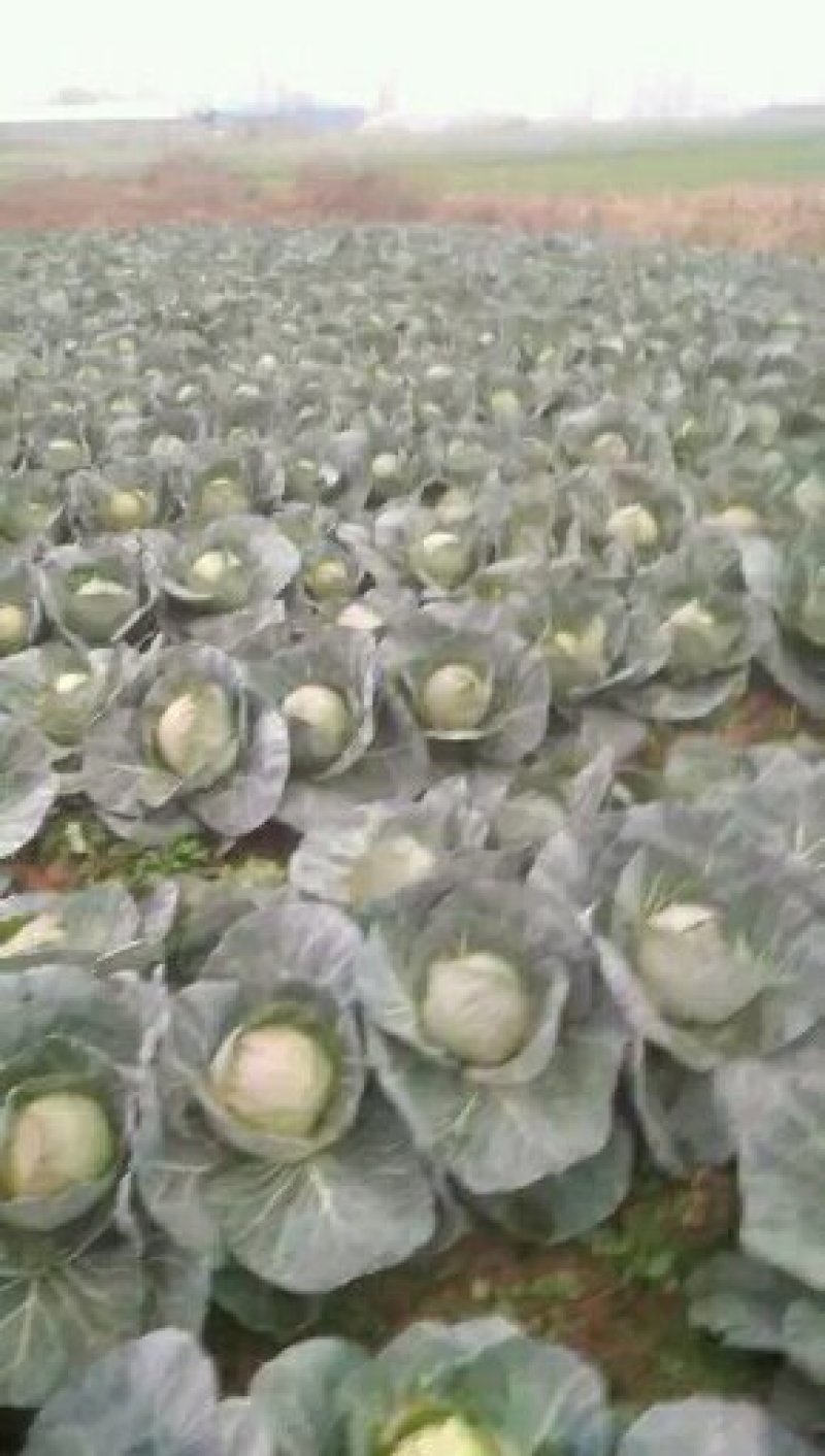 圆包菜