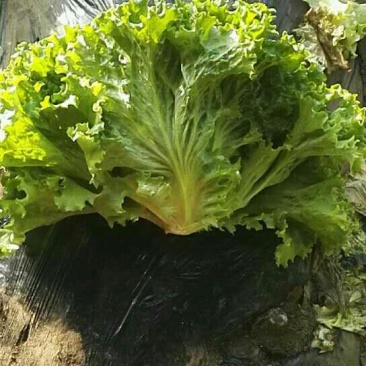 生菜8-9两