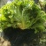 生菜8-9两