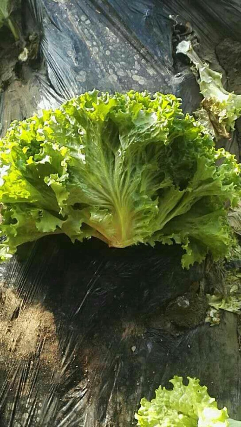 生菜8-9两