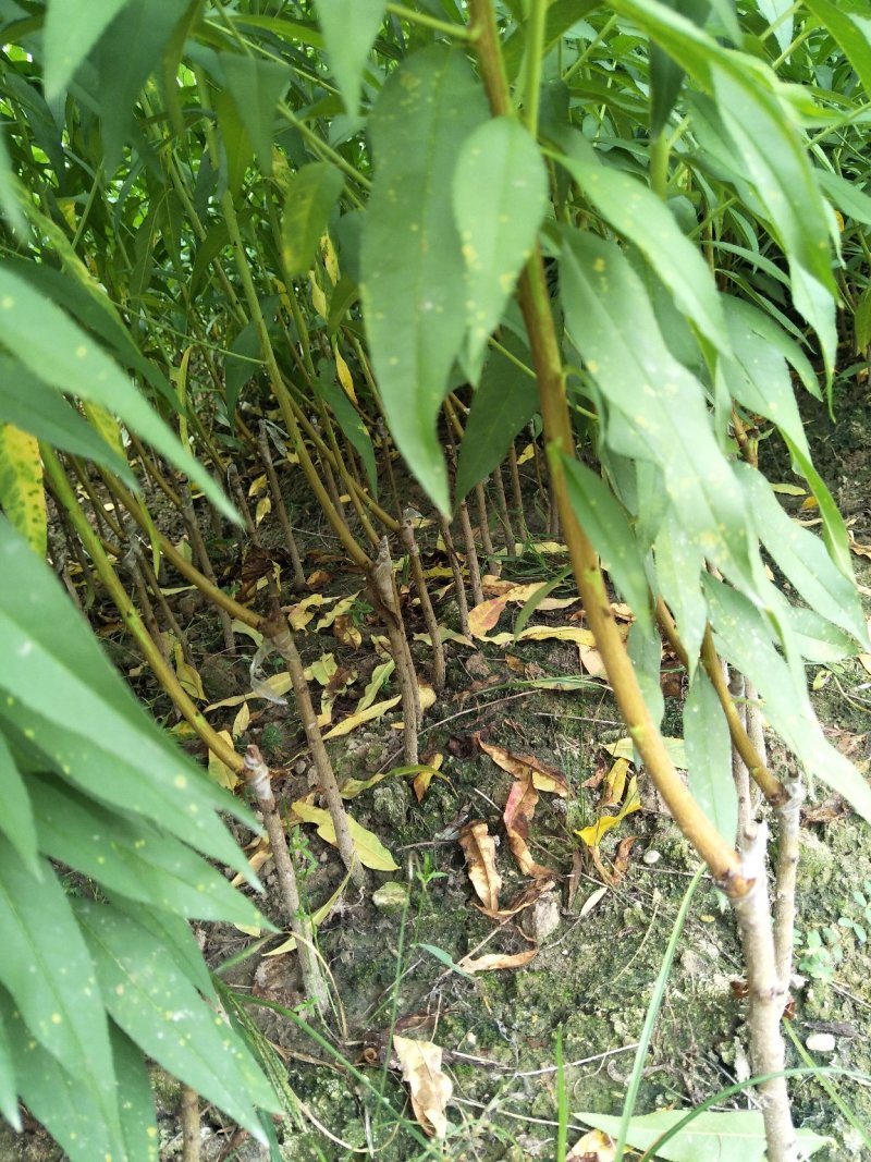 黄桃苗锦绣黄桃苗桃色香味佳经久不衰的品种