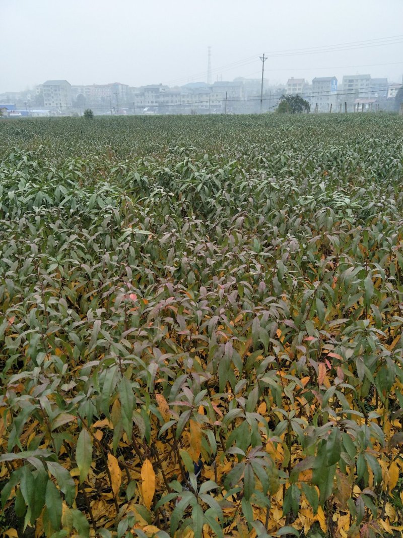 黄桃苗锦绣黄桃苗桃色香味佳经久不衰的品种