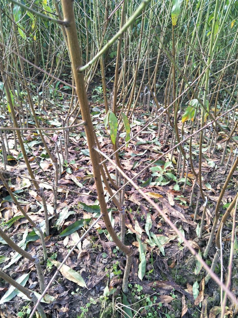 黄桃苗锦绣黄桃苗桃色香味佳经久不衰的品种