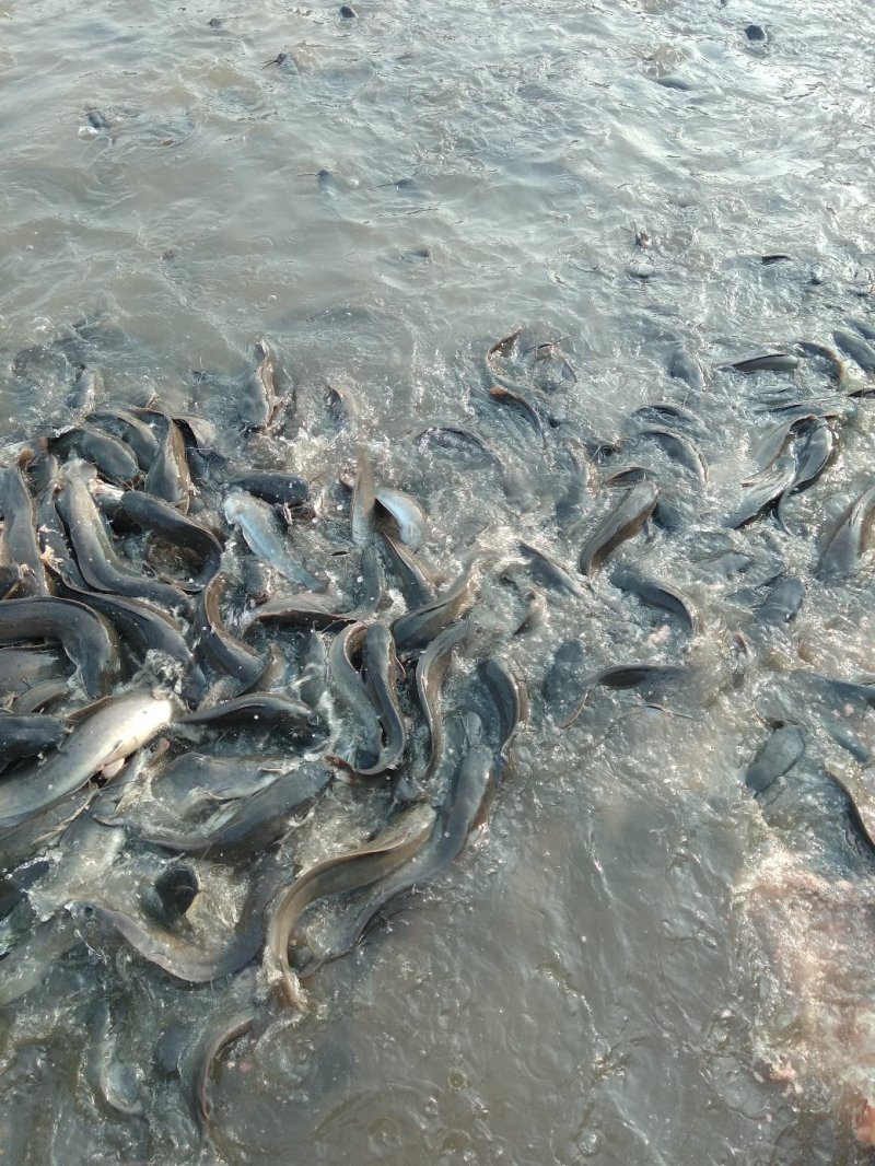 鲶鱼