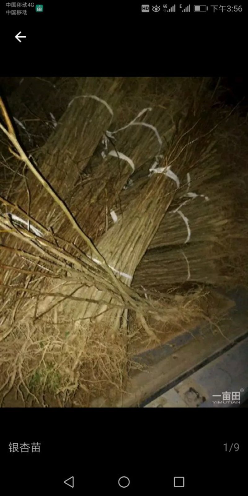 银杏树苗
