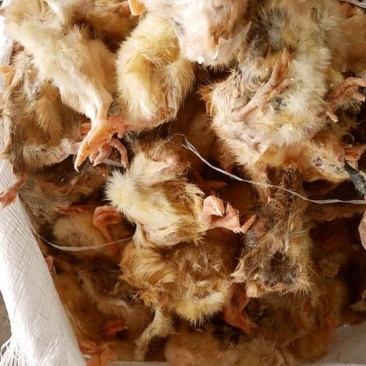 毛鸡蛇饲料