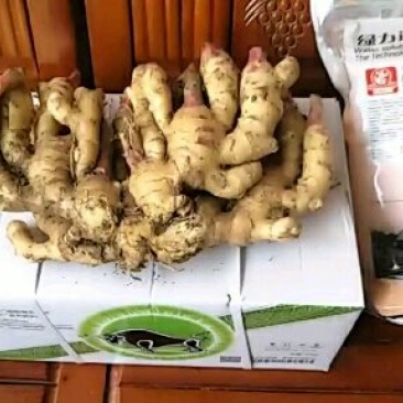 山东省安丘市第四代脱毒组培苗新品种姜种