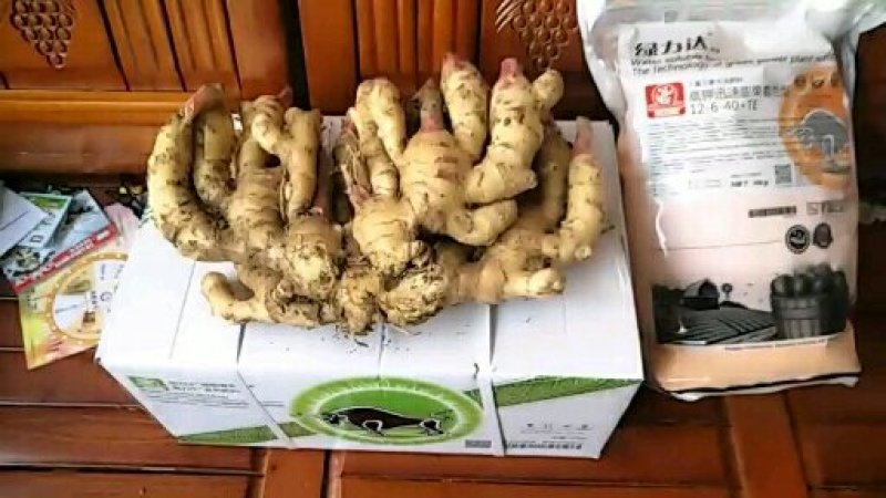 山东省安丘市第四代脱毒组培苗新品种姜种